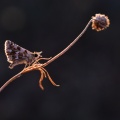 Grizzled Skipper (Pyrgus malvae) Leela Channer